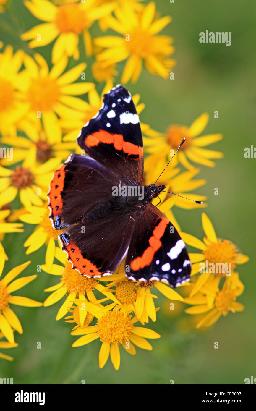 Red Admiral (Vanessa Cardui) Schmetterling auf gemeinsame Kreuzkraut (Senecio Jacobaea) Wilde Blume Stockfoto