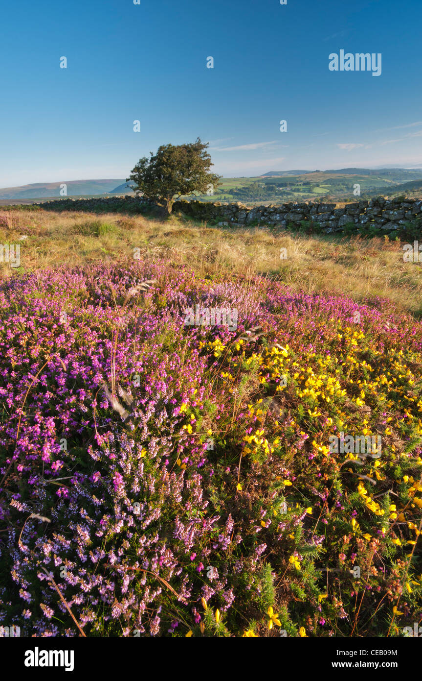 Blühende Heidekraut und Ginster am Rippon Tor, Dartmoor, August 2011. Stockfoto