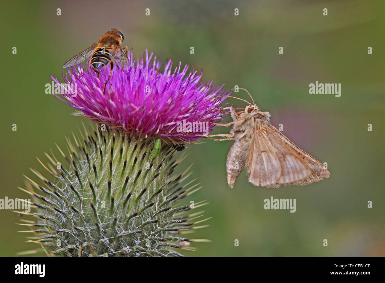 Silver Y Moth (Autographa Gamma) und Honigbiene (Apis Mellifera) auf Kratzdistel (Cirsium Vulgare) Stockfoto