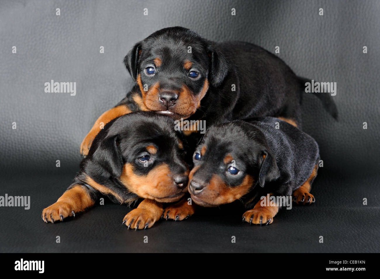 Zwergpinscher Welpen, 3 Wochen alt, vor schwarzem Hintergrund liegen Stockfoto