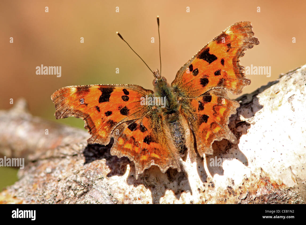 Komma (Polygonia c-Album) Schmetterling Stockfoto