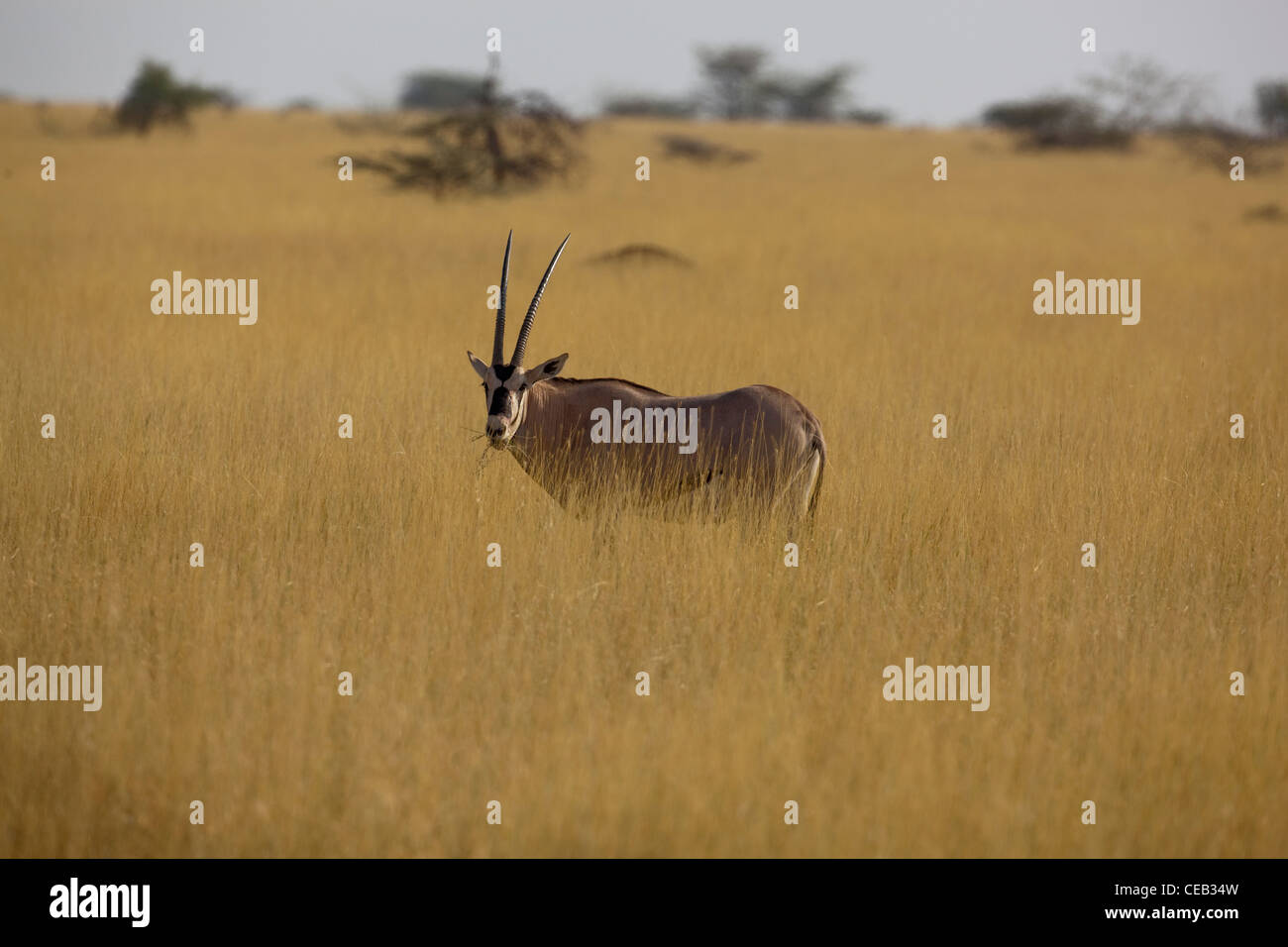 Beisa Oryx (Oryx Beisa). Awash Nationalpark. Äthiopien. Stockfoto