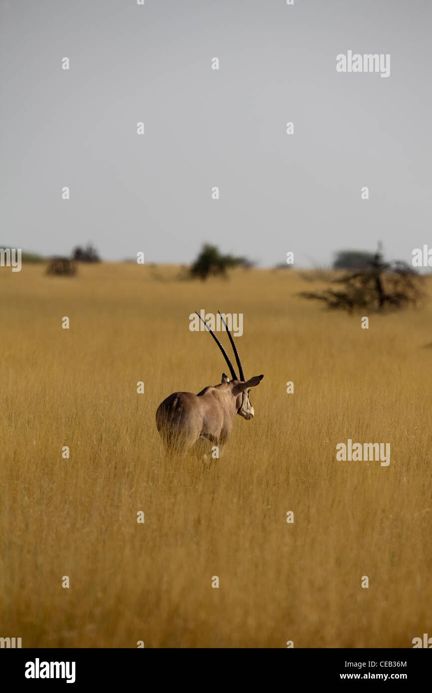 Beisa Oryx (Oryx beisa). Abendlicht. Awash National Park. Äthiopien. Stockfoto