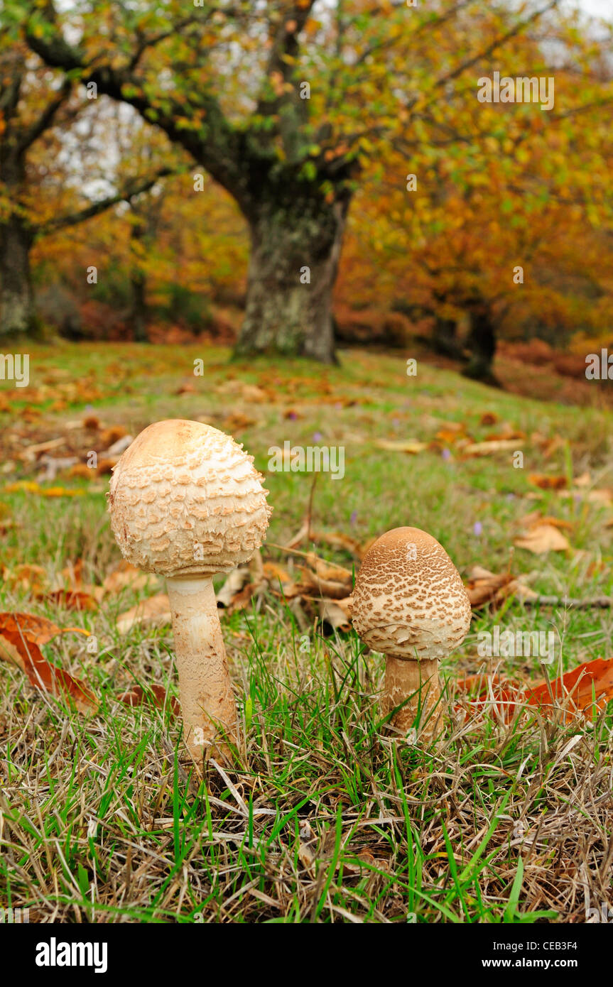 Parasol-Pilze (Macrolepiota Procera) Stockfoto