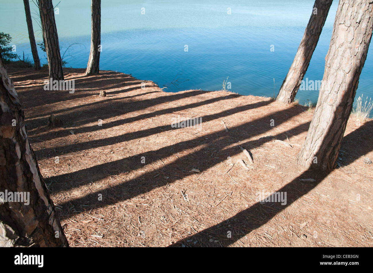 Naherholungsgebiet mit Pine Baumstämme, neben Terradets Reservois, Lleida. Spanien Stockfoto