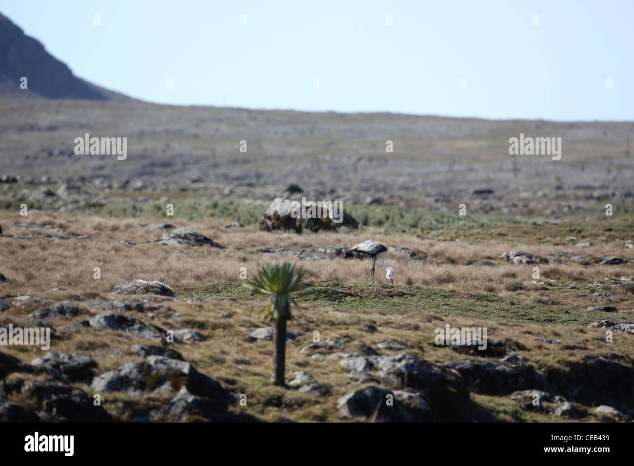 Klunkerkranich (Bugeranus carunculatus). Fütterung neben einer versteckten kleinen Pool auf montane Grünland Lebensraum. Bale Berge, Äthiopien. Stockfoto