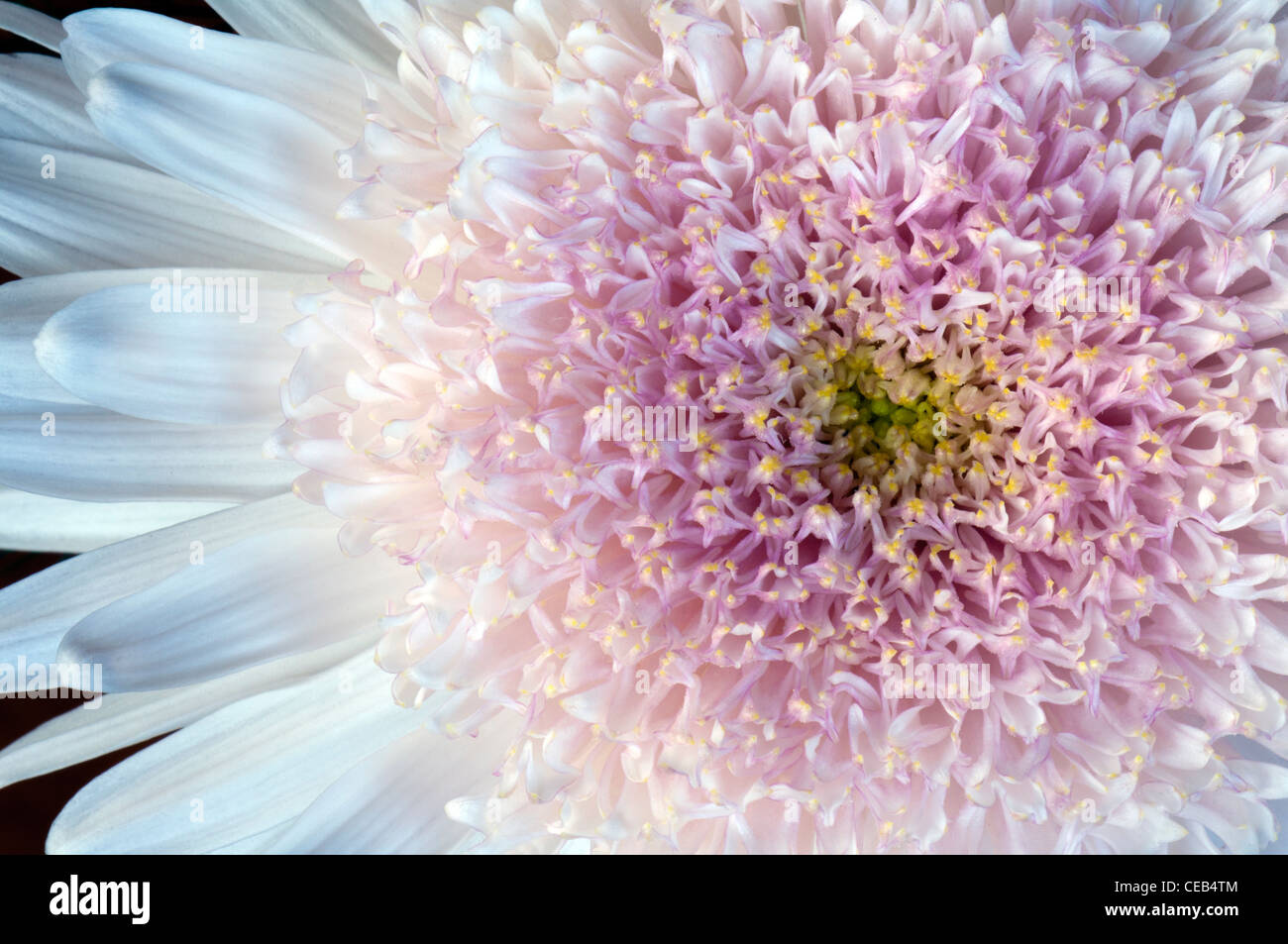Nahaufnahme der weiße Blüte mit rosa Mitte Stockfoto