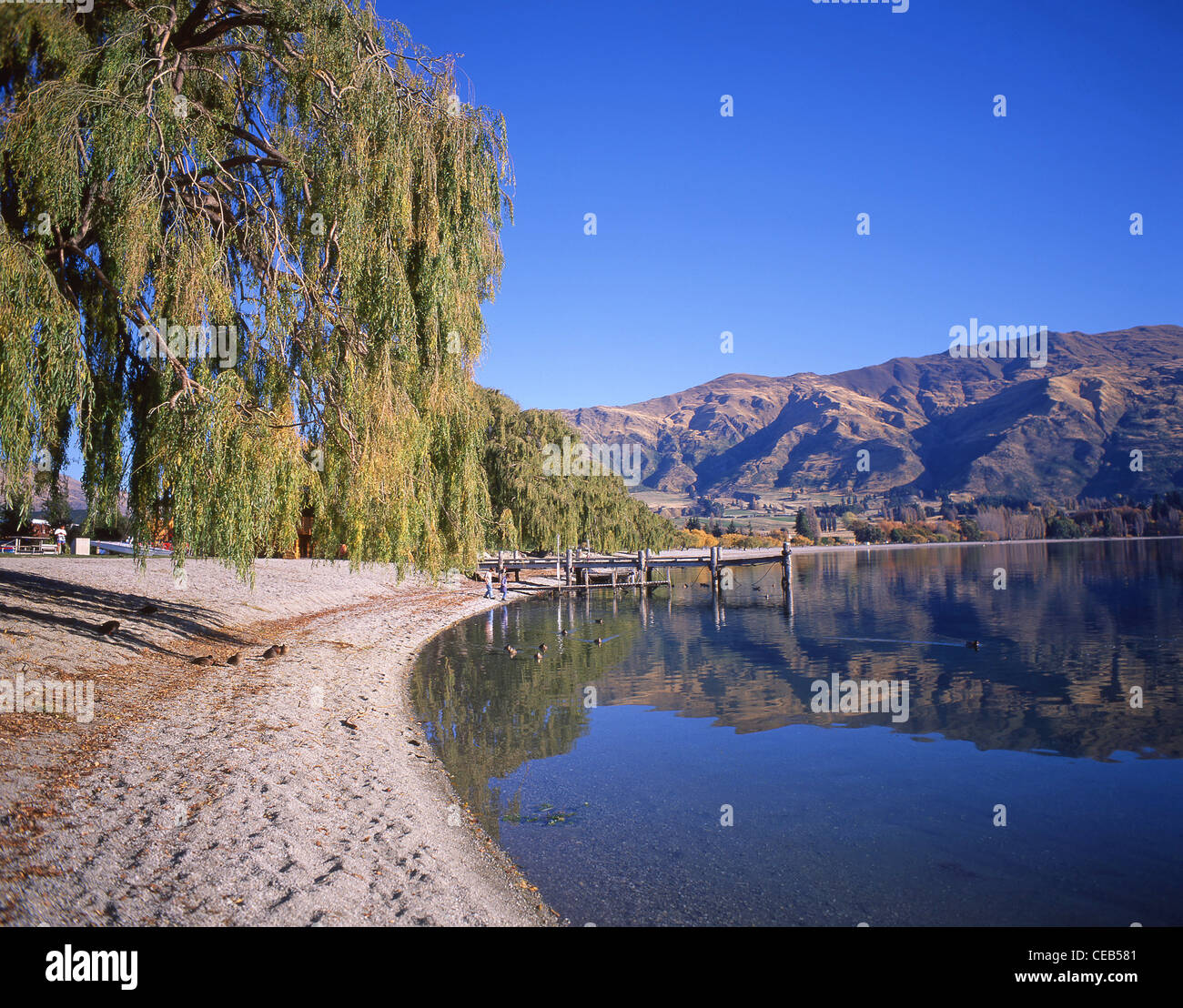 See-Vorland, Lake Wanaka, Wanaka, Otago Region, Südinsel, Neuseeland Stockfoto