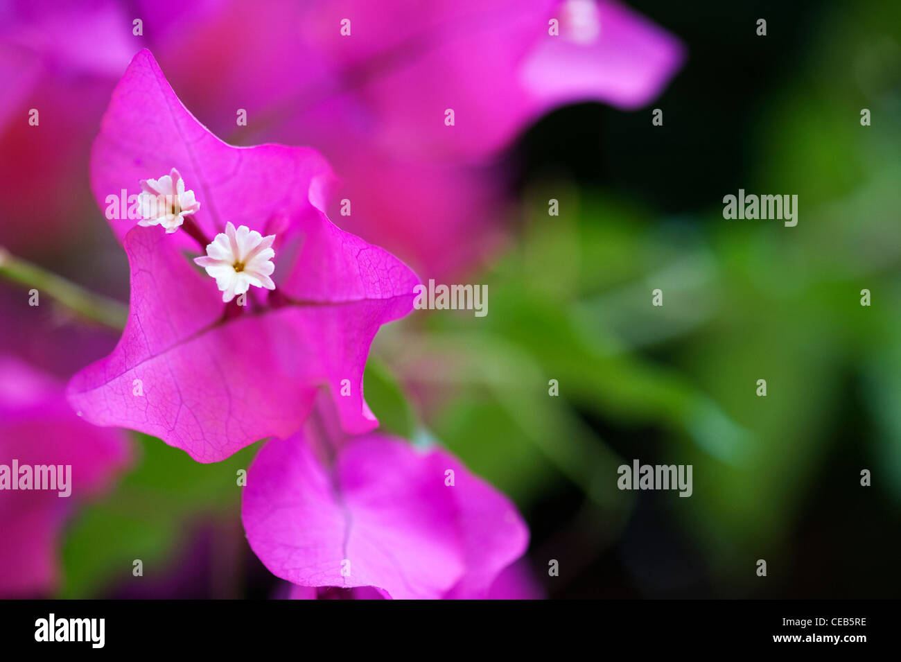 Bougainvillea Californica. Große bougainvillea Kleine weiße Blüten und violetten Hochblätter. Andhra Pradesh, Indien Stockfoto
