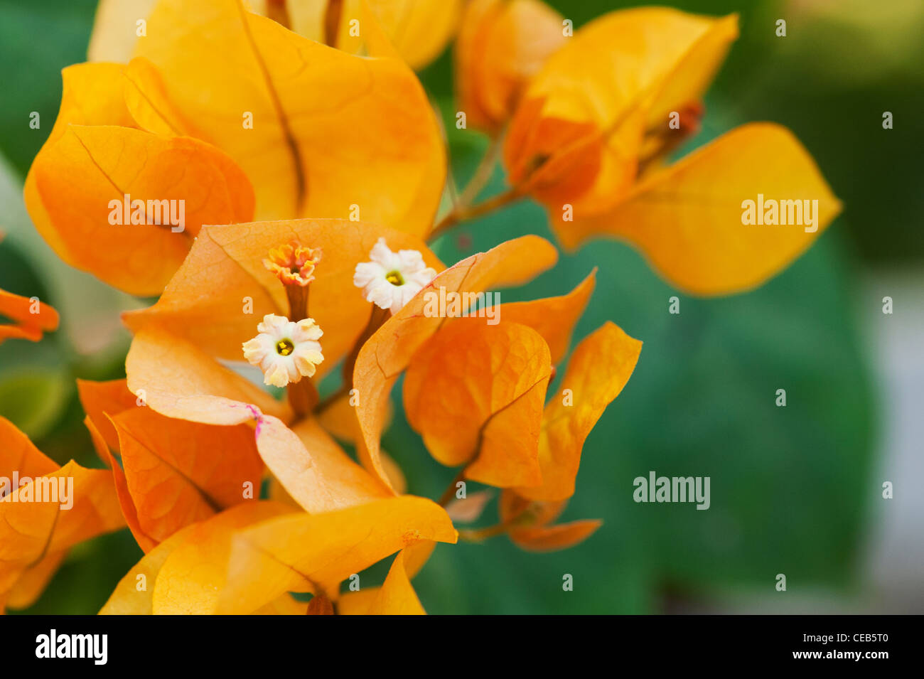 Bougainvillea 'Orange King'. Bougainvillea Orange. Kleine weiße Blüten und orange direkt online. Andhra Pradesh, Indien Stockfoto