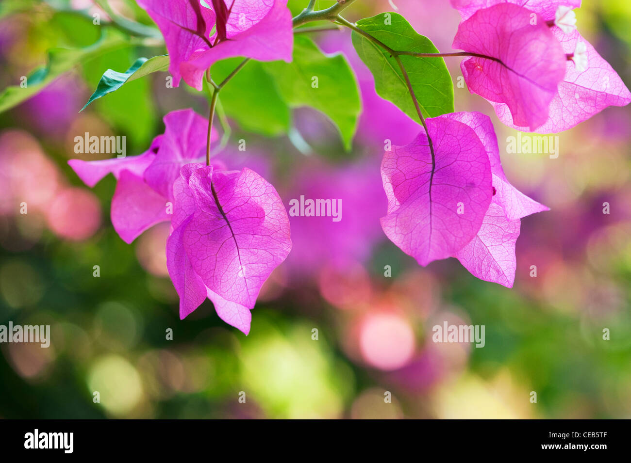 Bougainvillea Californica. Große Bougainvillea violett Hüllblätter. Andhra Pradesh, Indien Stockfoto