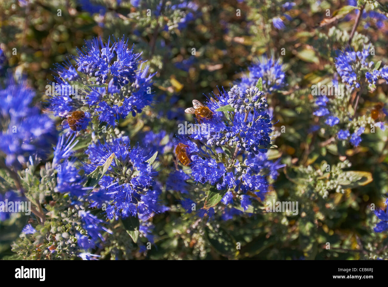 Honigbienen auf Blumen in der Bellevue Botanischer Garten Bellevue Washington USA Stockfoto