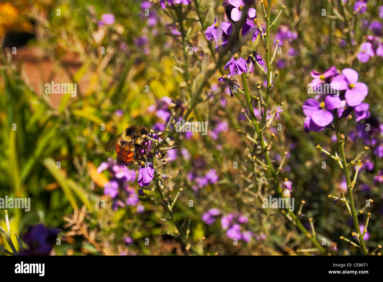 Hummel auf Blumen in der Bellevue Botanischer Garten Bellevue Washington USA Stockfoto