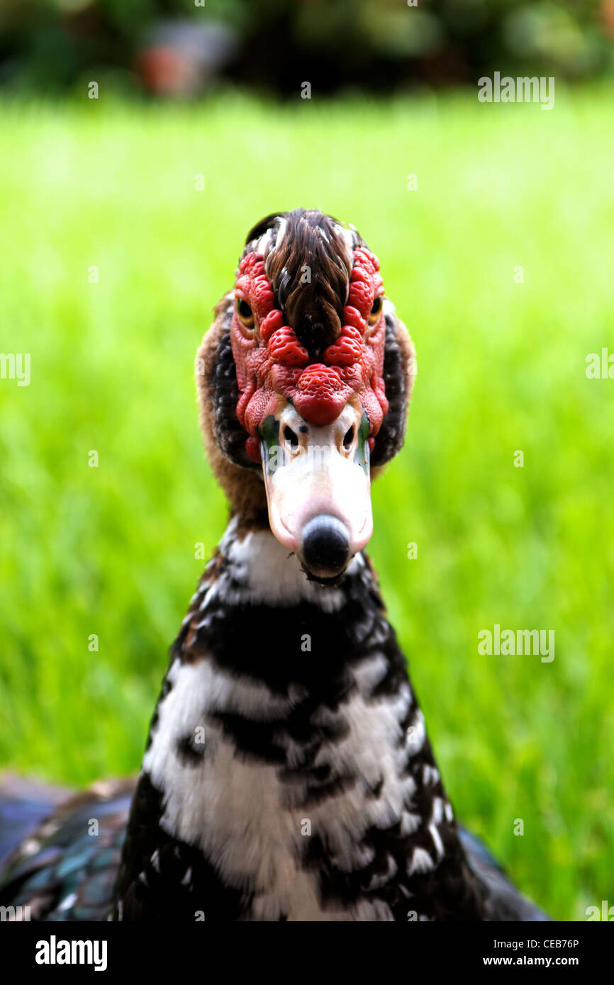 Kopf und Hals eine neugierige Gans in einem frontalen Portrait gesehen. Stockfoto