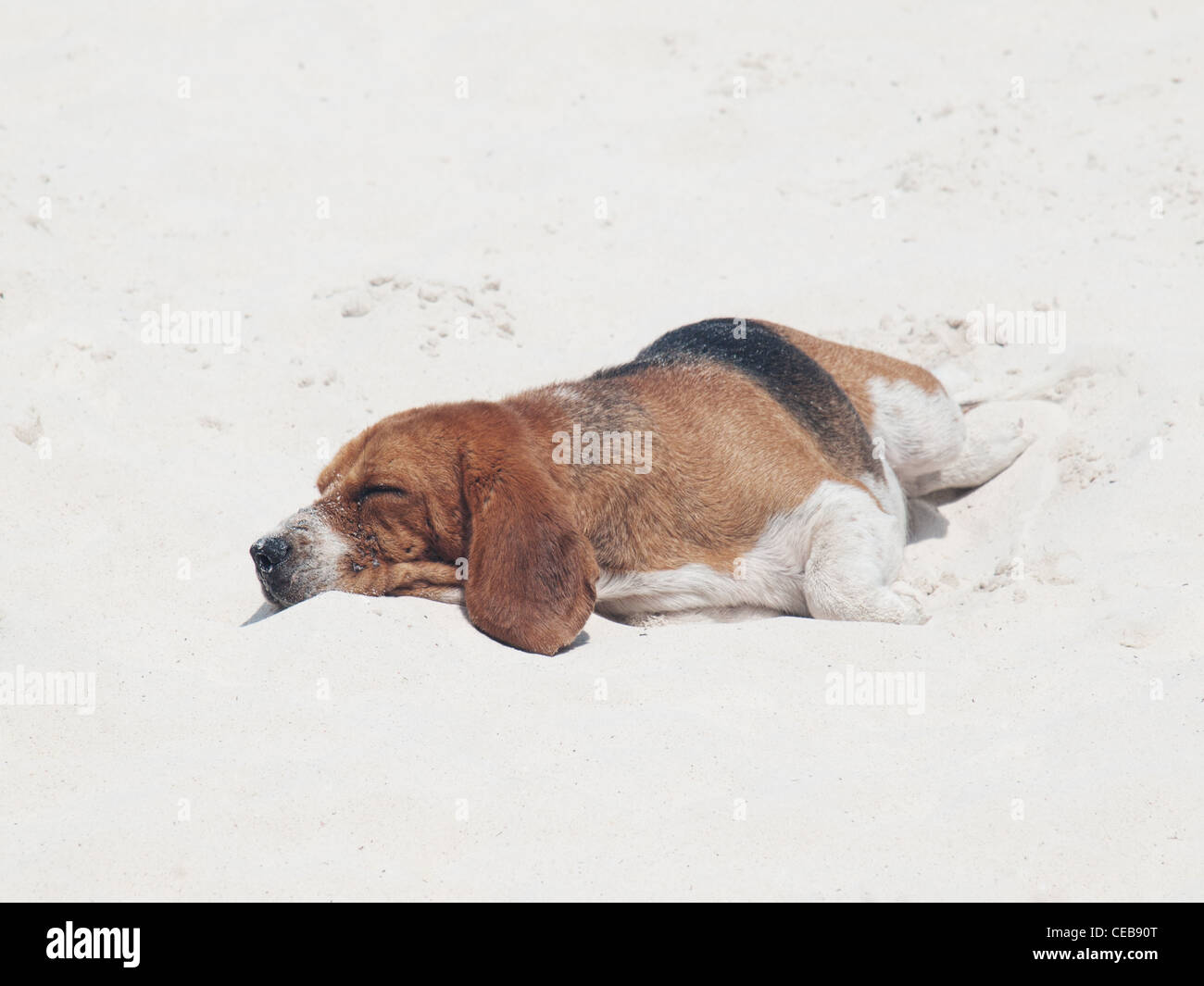 Hund am Strand schlafen Stockfoto
