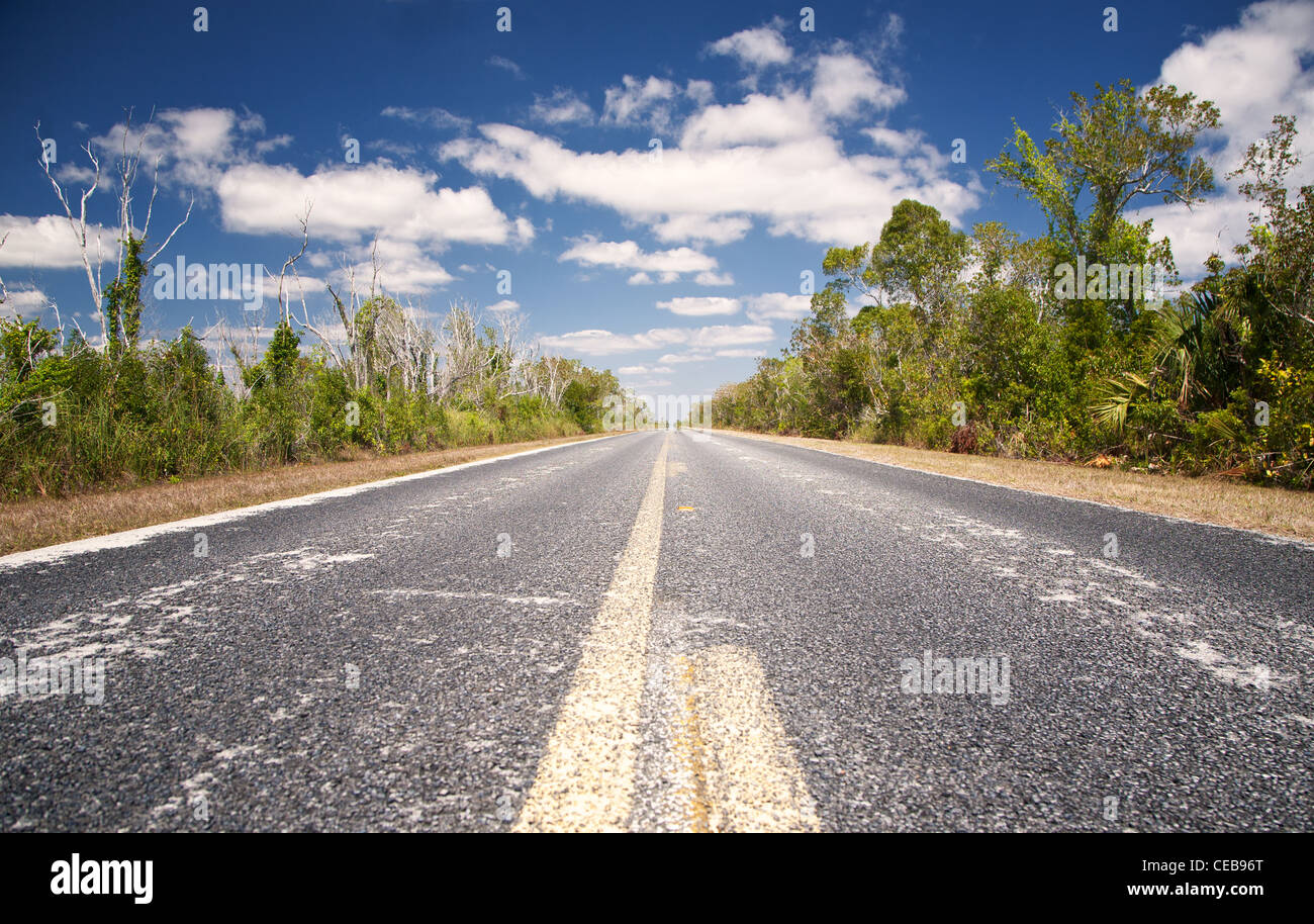 Florida State Road 9336 durch die Everglades Stockfoto