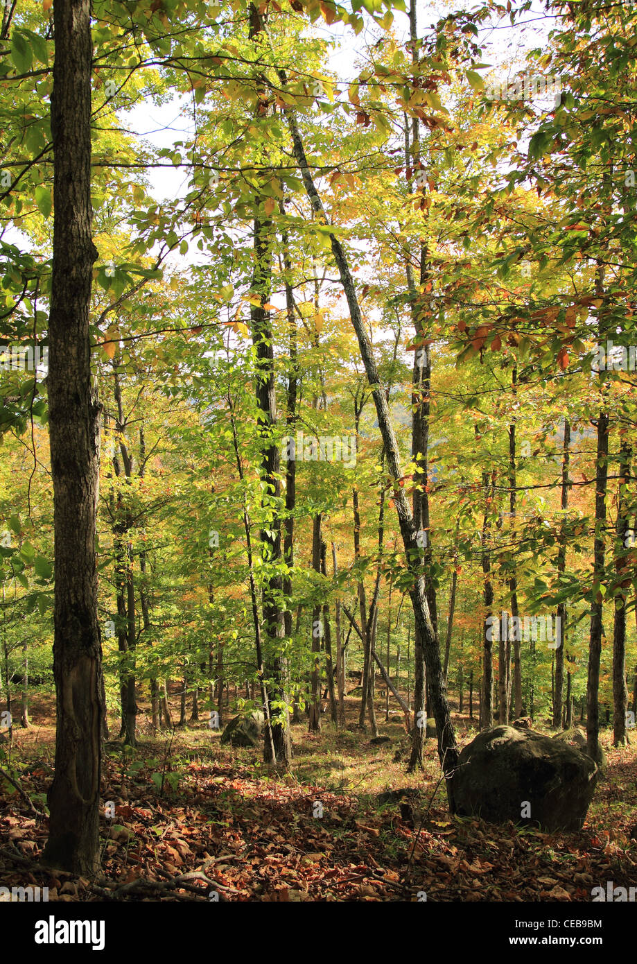 Grünen Wald Stockfoto