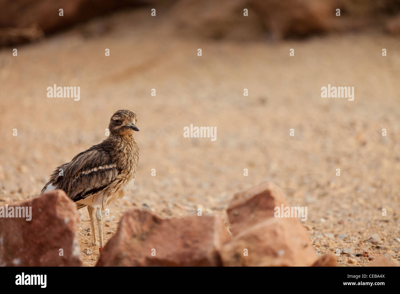Roadrunner Vogel in einer Wüstenumgebung (Zoo) Stockfoto