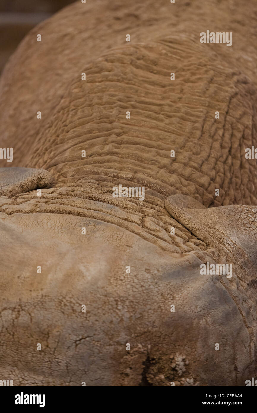 Elefantenhaut auf dem Kopf Stockfoto