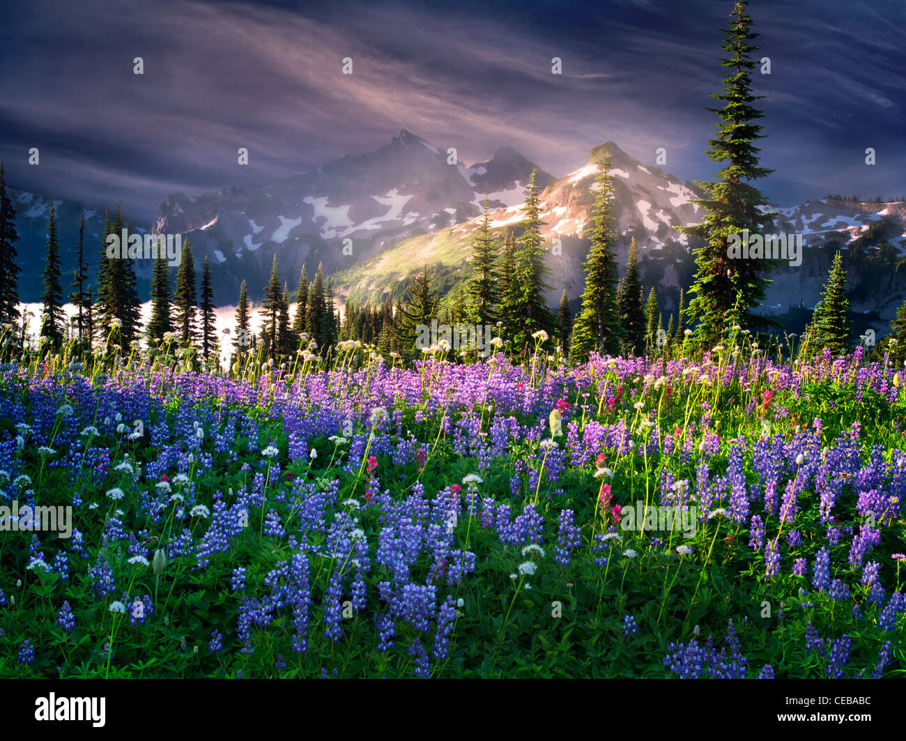 Wildblumen und Tatoosh Berge. Mt. Rainier-Nationalpark, Washington Himmel wurde hinzugefügt Stockfoto