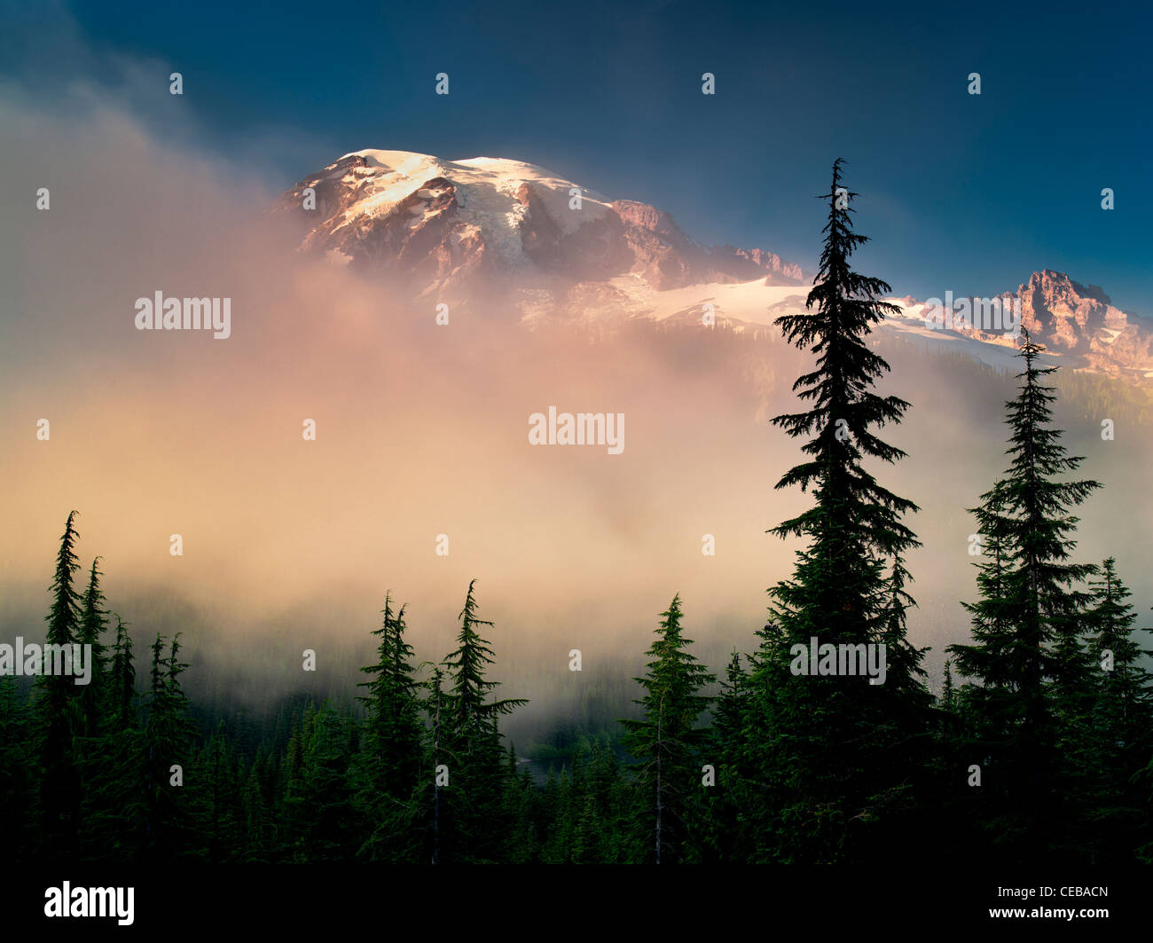 Nebel-Bäume und Mt. Rainier. Mt. Rainier Nationalpark, Washington Stockfoto