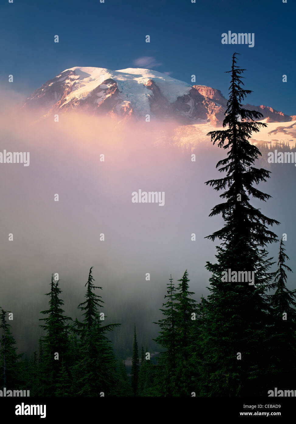 Nebel-Bäume und Mt. Rainier. Mt. Rainier Nationalpark, Washington Stockfoto