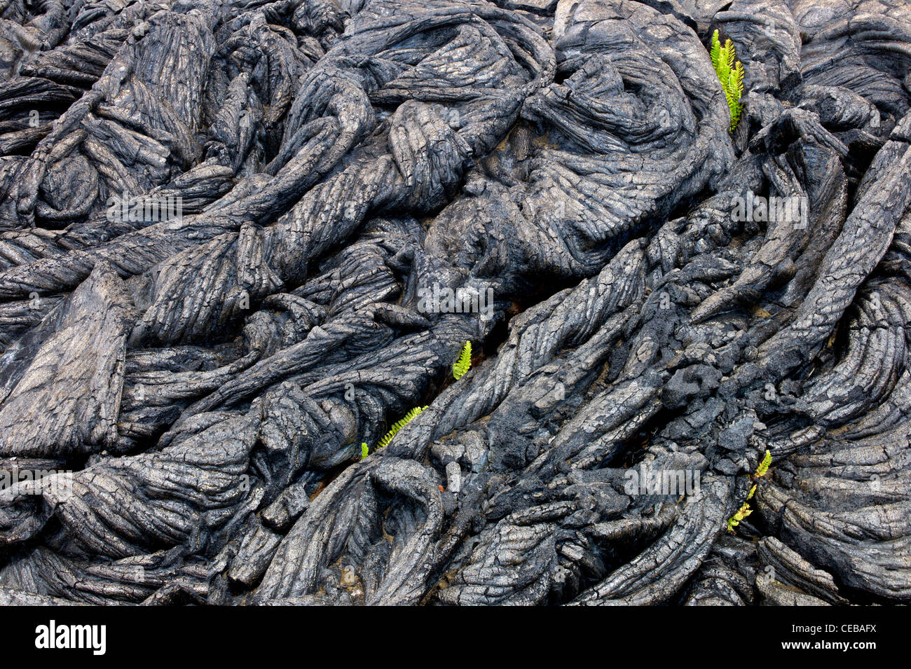 Pahoehoe Lava und Farne Hawaii Volcanoes National Park, The Big Island. Stockfoto