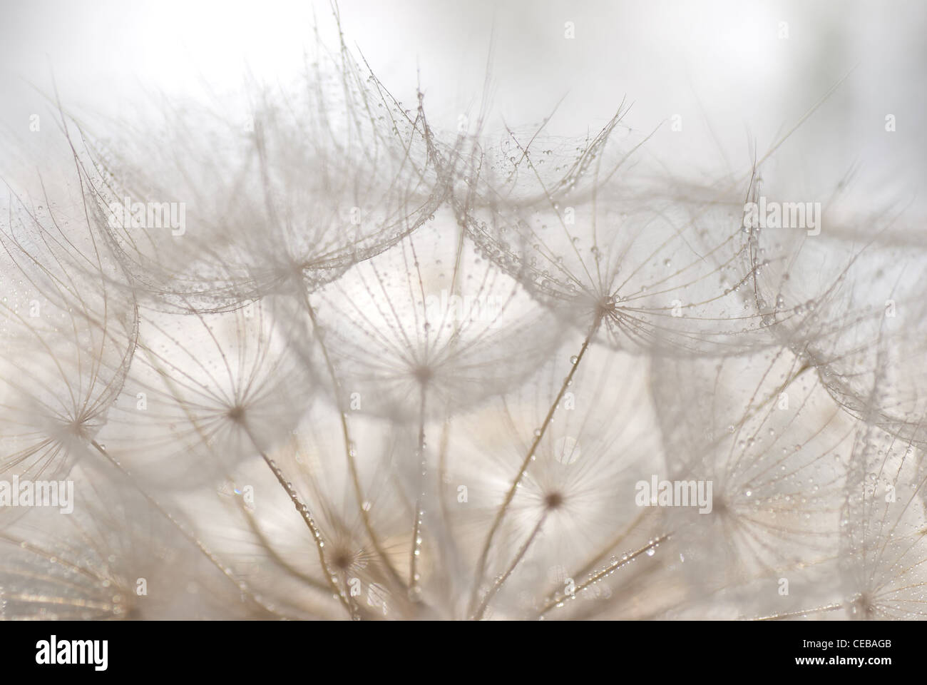 Löwenzahn Weißer Tau am Morgen frische weiche Licht Makro Stockfoto