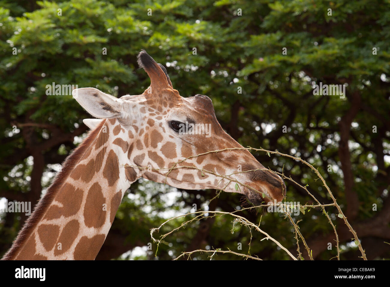 Netzartige Giraffe, Giraffe Giraffa reticulata Stockfoto