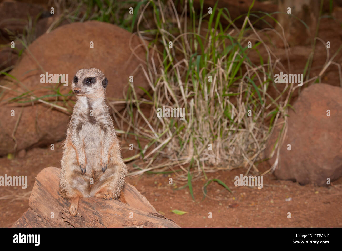 Erdmännchen Suricata suricatta Stockfoto