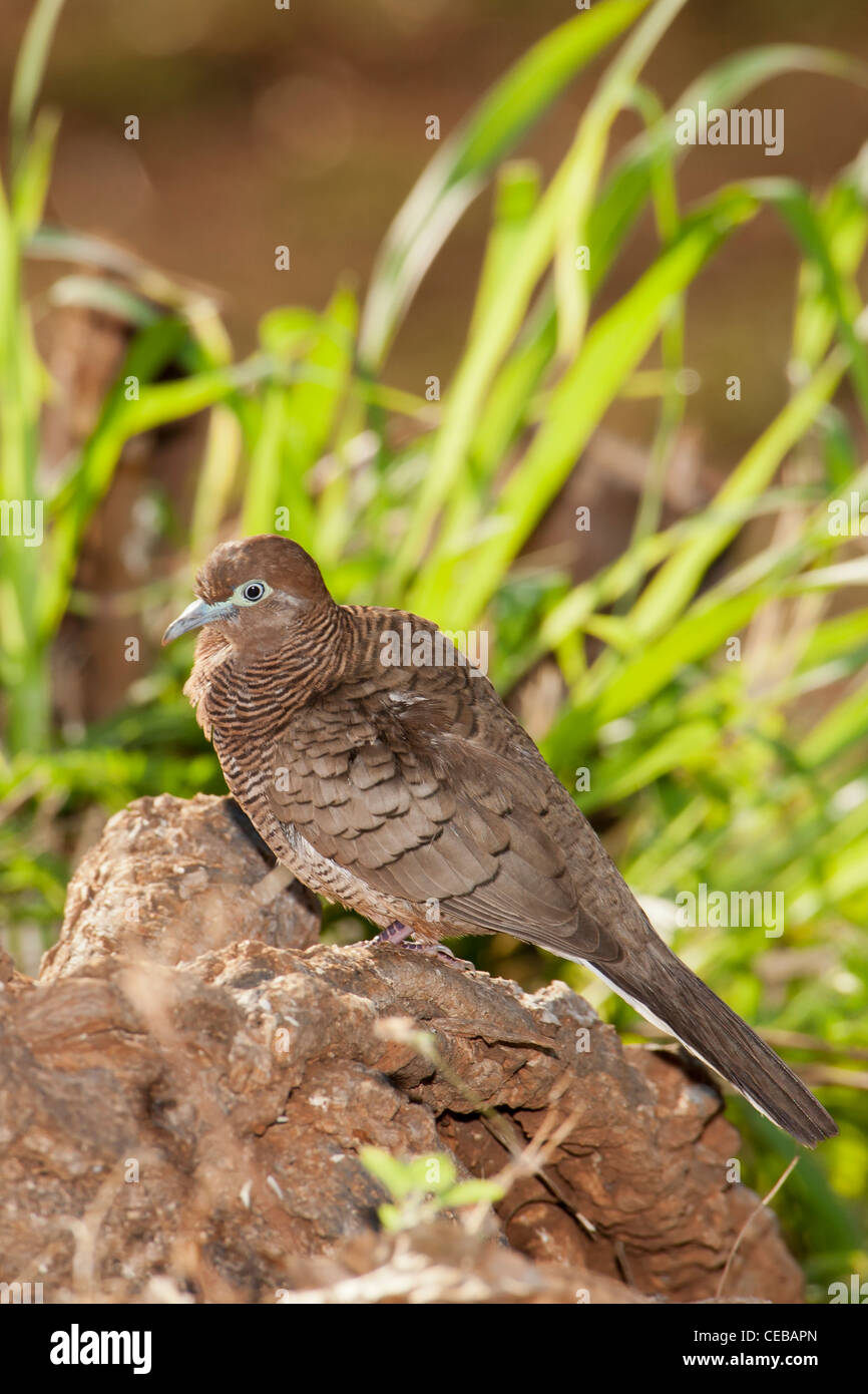 Zebra Taube, Geopelia Striata, Oahu, Hawaii Stockfotografie Alamy