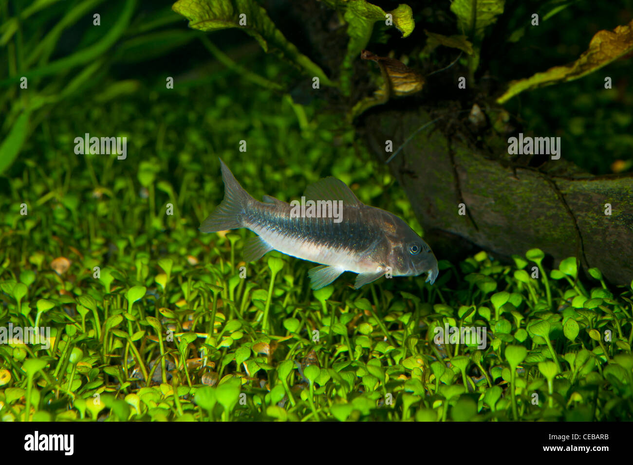 Bronze-Cory Catfish, Corydoras aeneus, eine tropische Süßwasserfische Stockfoto