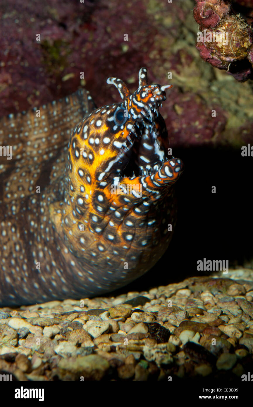 Dragon Moray, Enchelycore pardalis Stockfoto