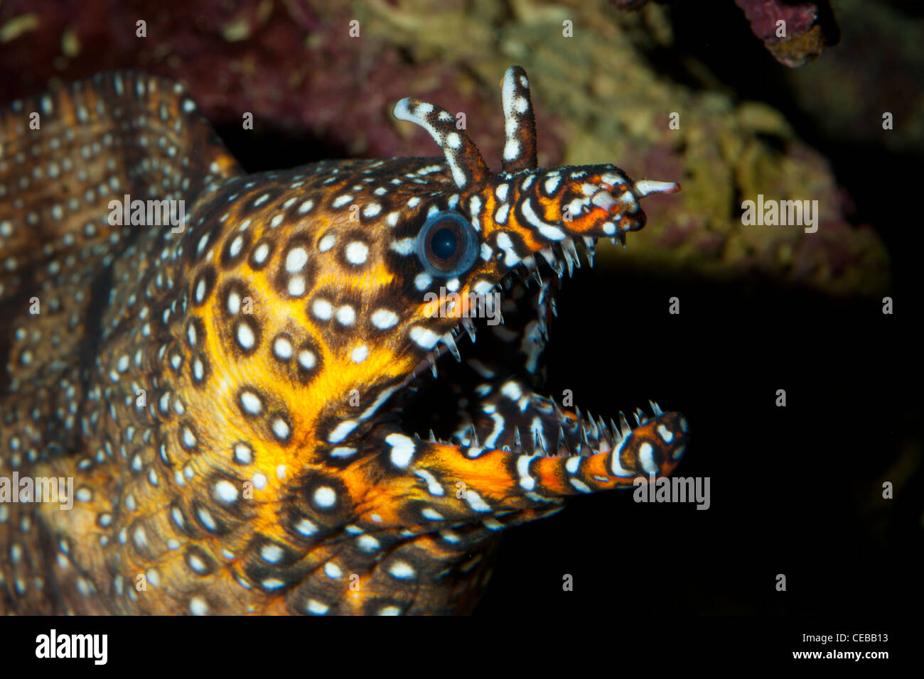 Dragon Moray, Enchelycore pardalis Stockfoto