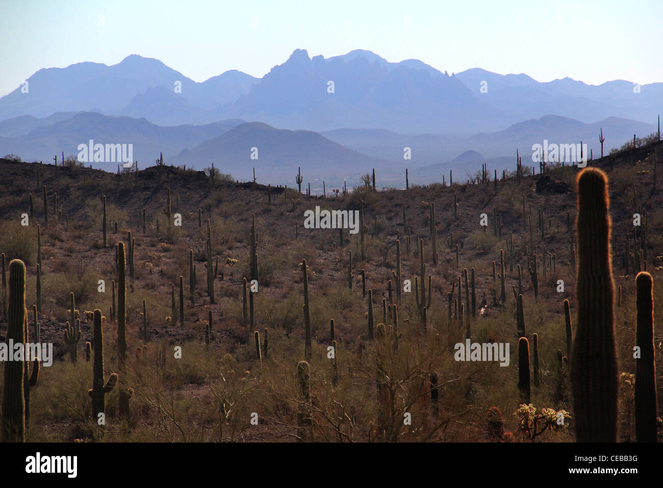 Saguaro-Kaktus Picacho Peak State Park-Arizona Stockfoto