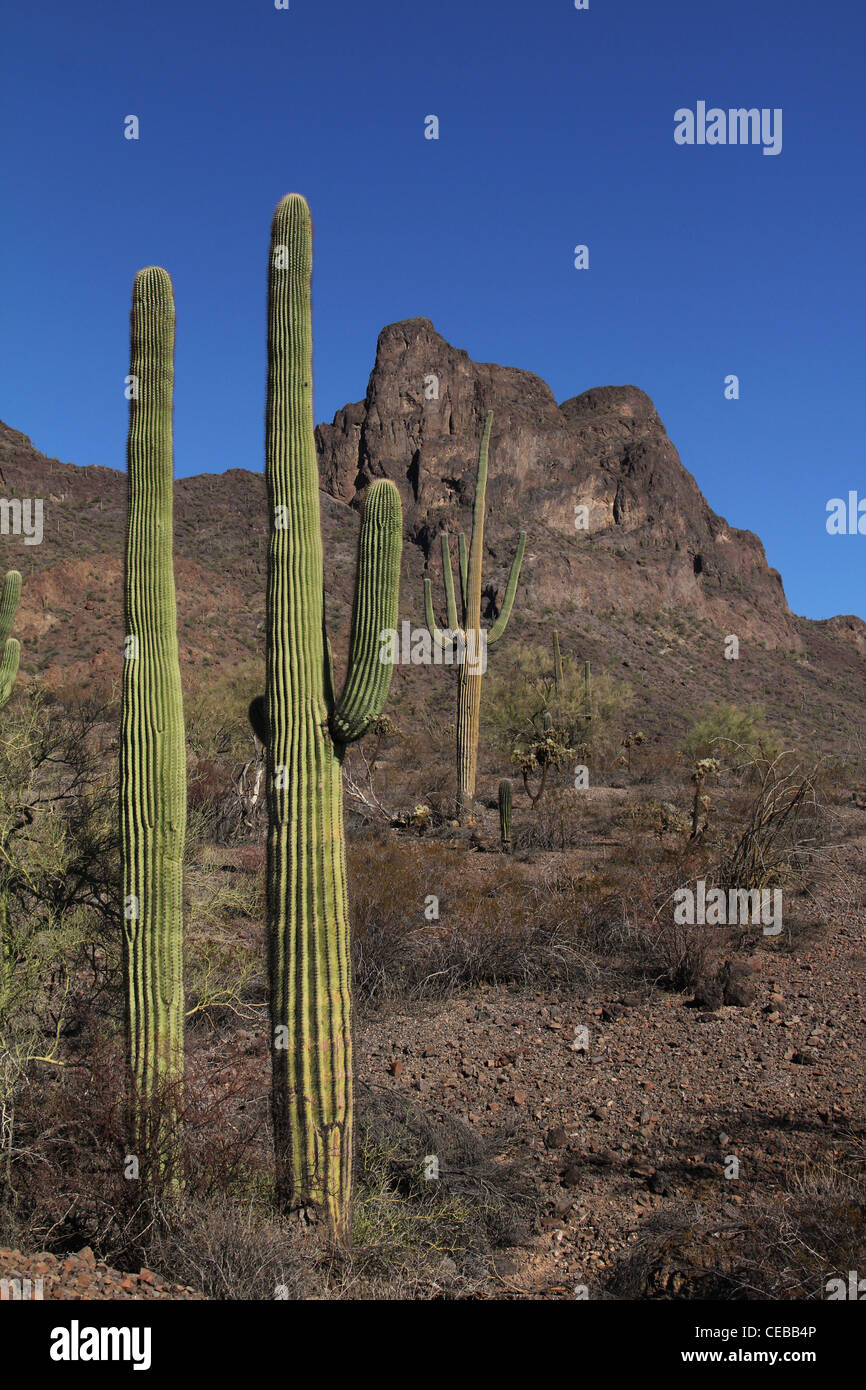 Saguaro-Kaktus Picacho Peak State Park-Arizona Stockfoto