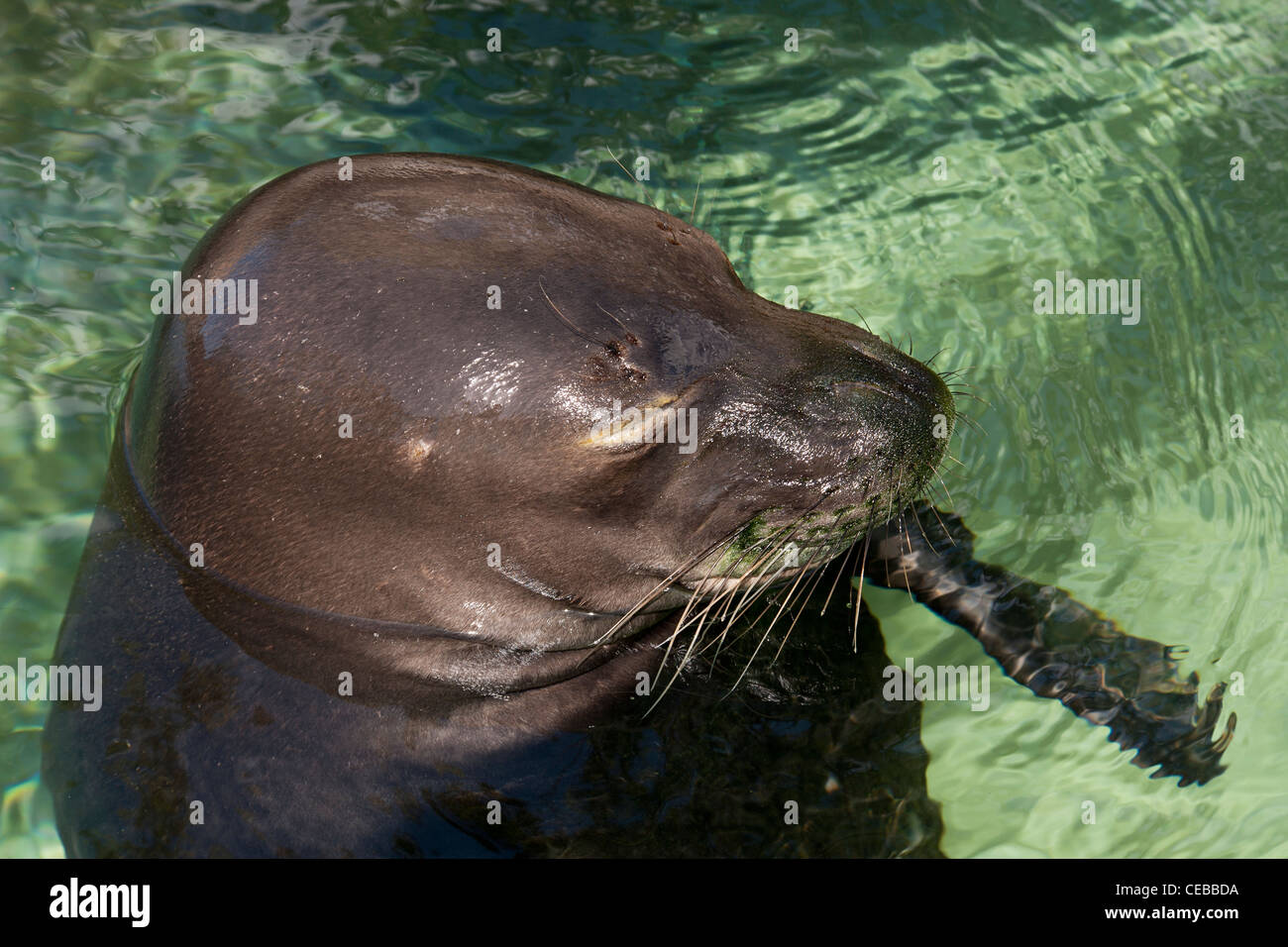 Hawaiianische Mönchsrobbe, Monachus Schauinslandi, eine vom Aussterben bedrohte Arten Stockfoto