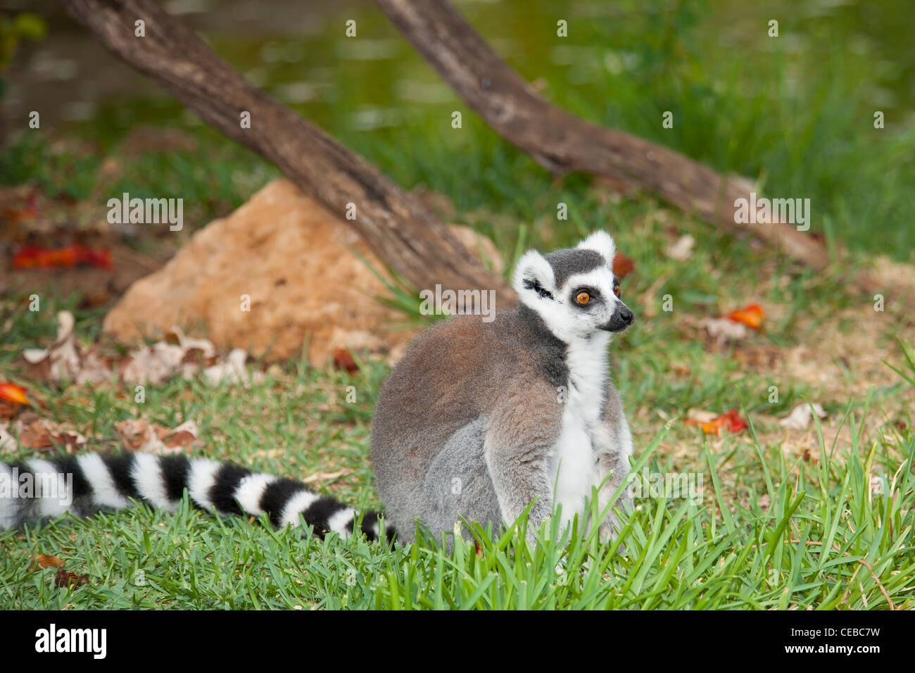 Katta Lemur Catta, eine Art von Primaten Stockfoto