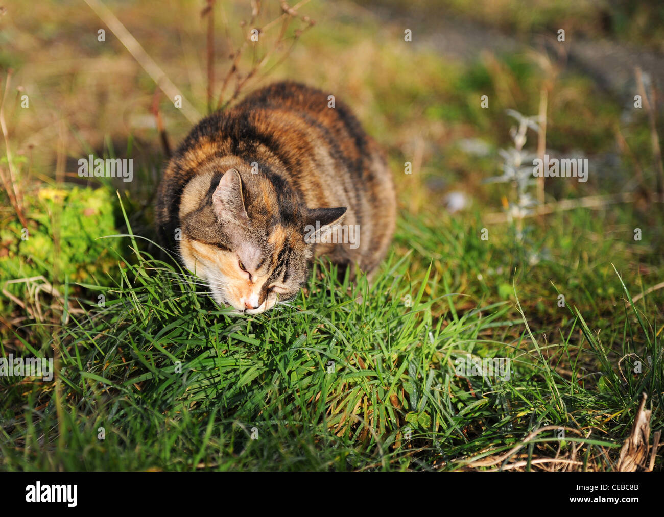 Eine Katze essen Rasen. Stockfoto