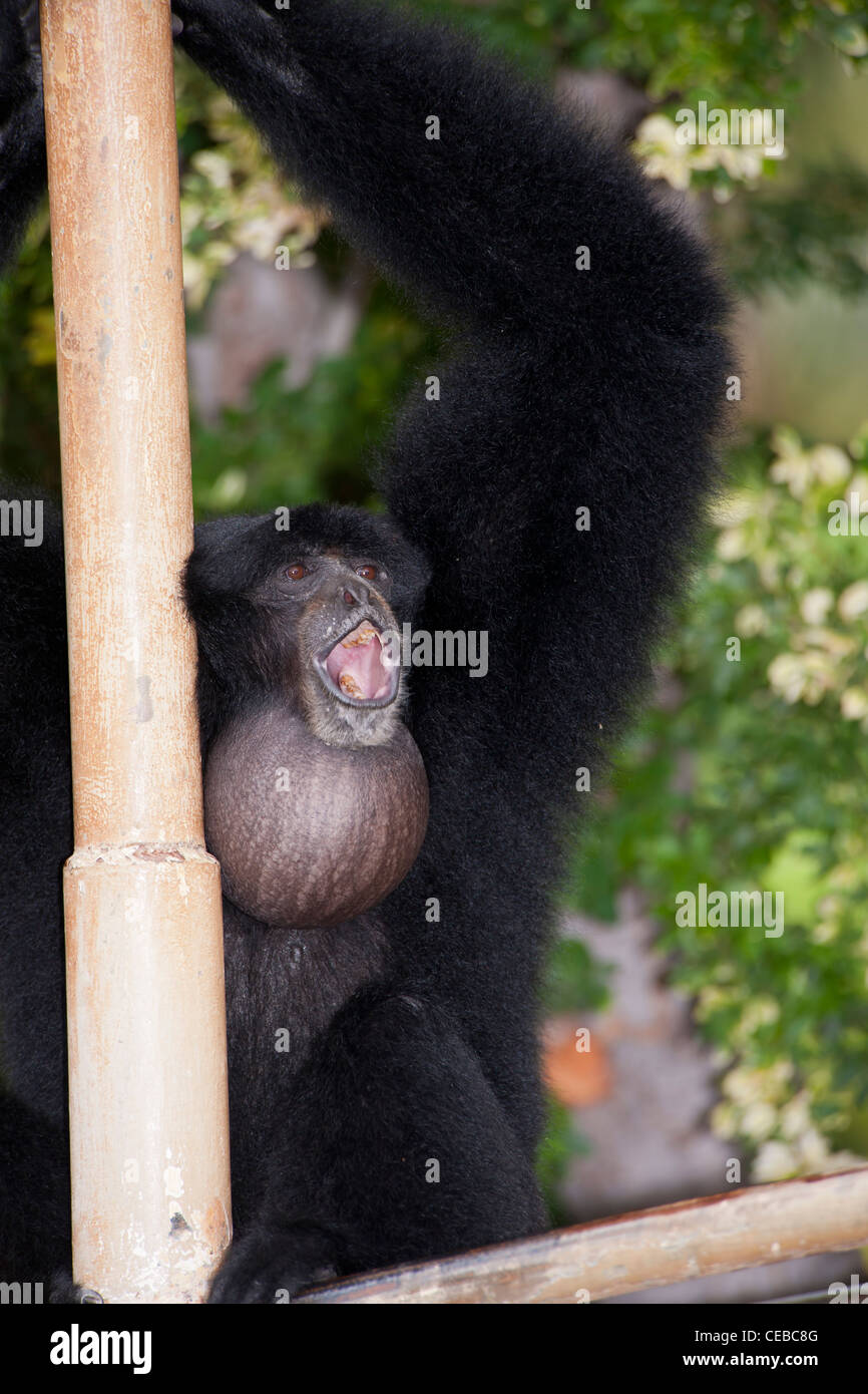 Siamang Gibbon, Symphalangus Syndactylus, die größte der kleinen Affen Stockfoto