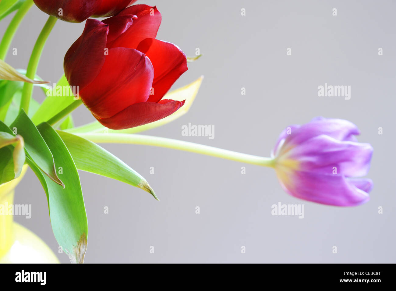 Tulpen in einer vase Stockfoto