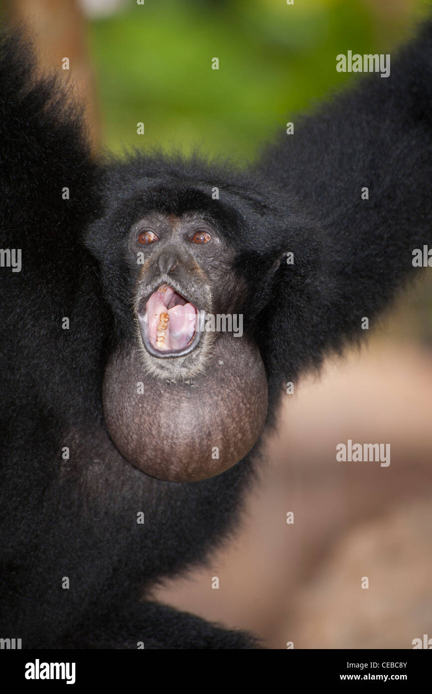 Siamang Gibbon, Symphalangus Syndactylus, die größte der kleinen Affen Stockfoto