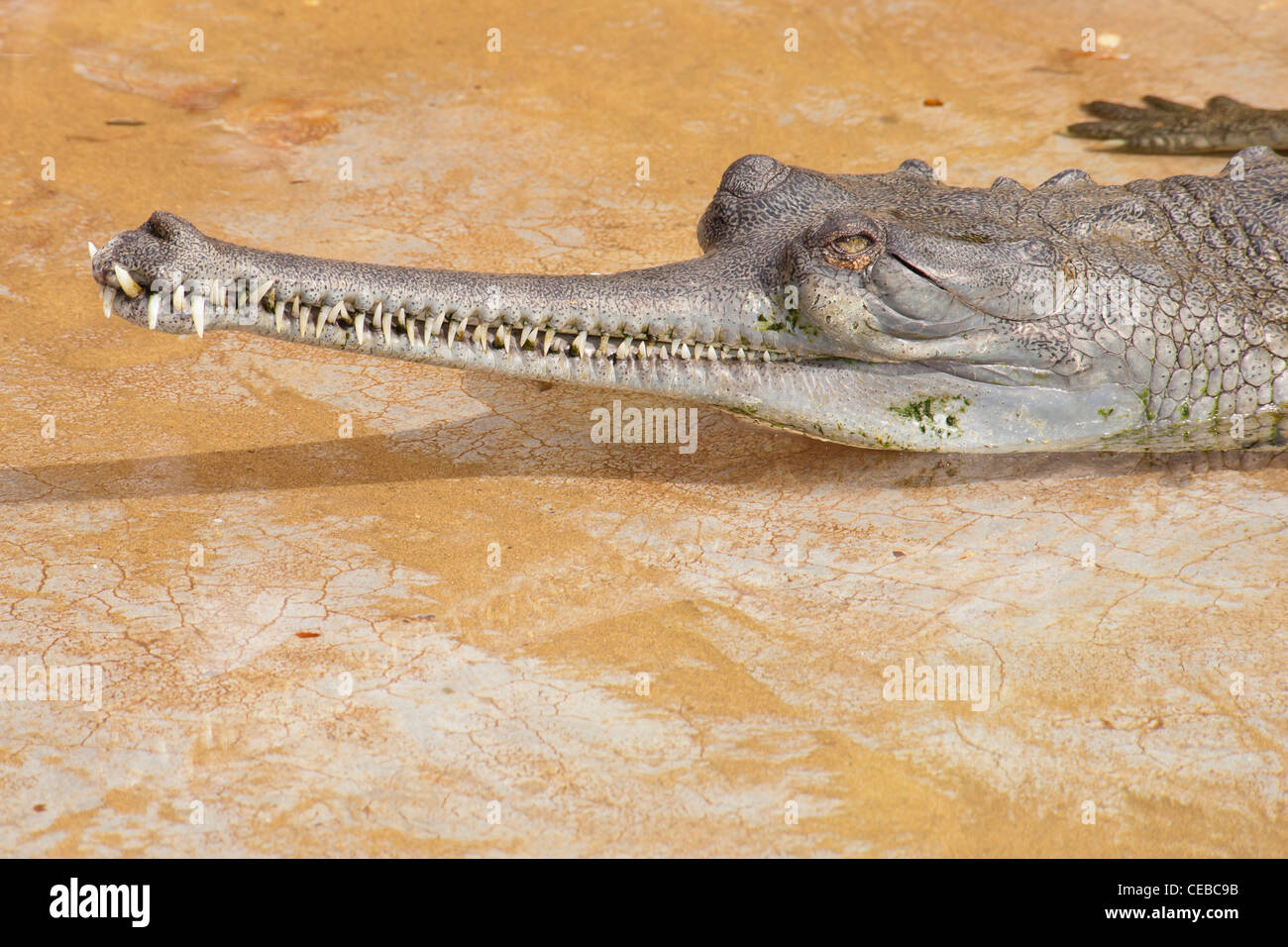 Indische Gangesgavial, Gavialis gangeticus Stockfoto