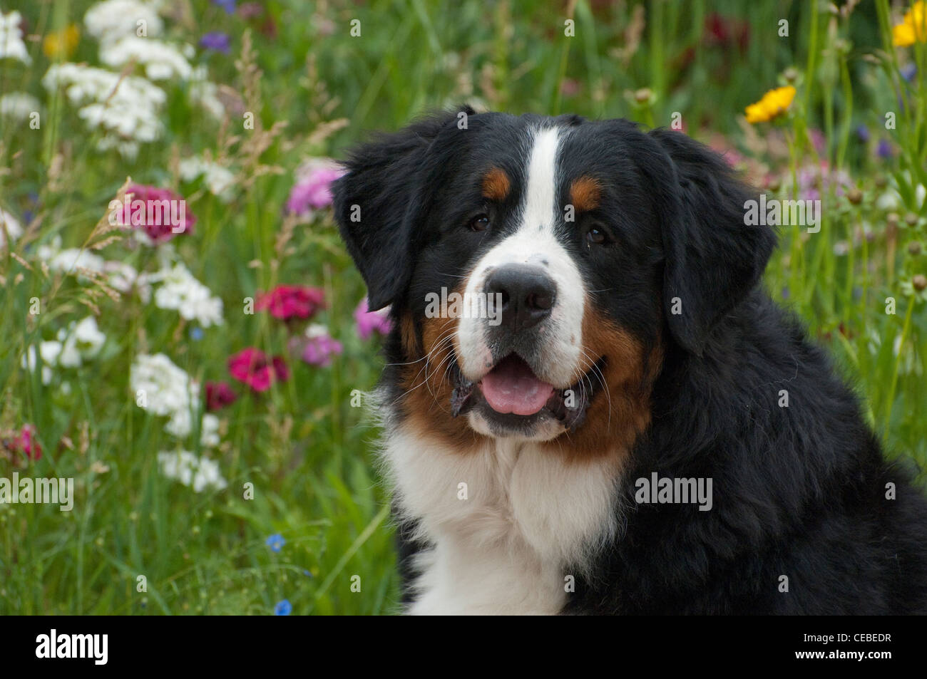 Berner Sennenhund-Kopfschuss Stockfoto