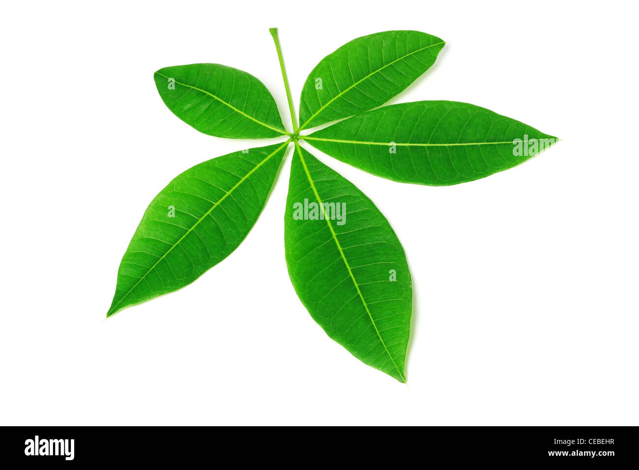 Fünf Blütenblätter grüne Blätter auf weißem Hintergrund Stockfoto