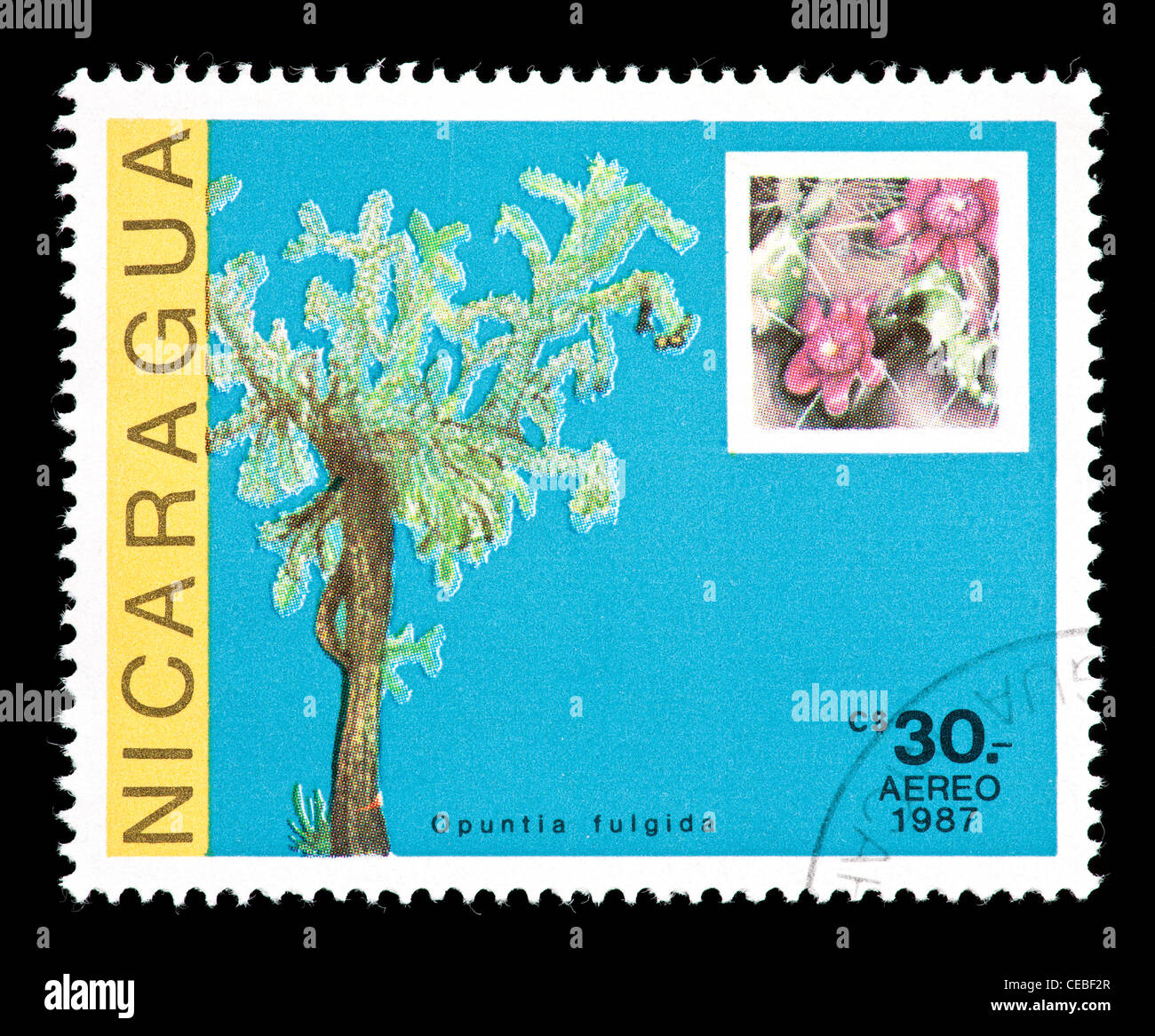 Briefmarke aus Nicaragua mit Kakteen und Blumen (Opuntia Fulgida) Stockfoto