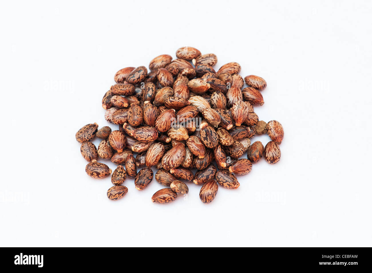 Ricinus Communis. Rizinusöl Samen auf weißem Hintergrund Stockfoto