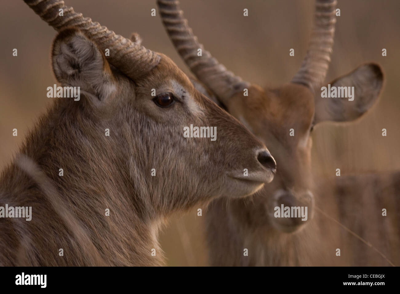 Wasser Buck, Krüger Nationalpark - Südafrika Stockfoto