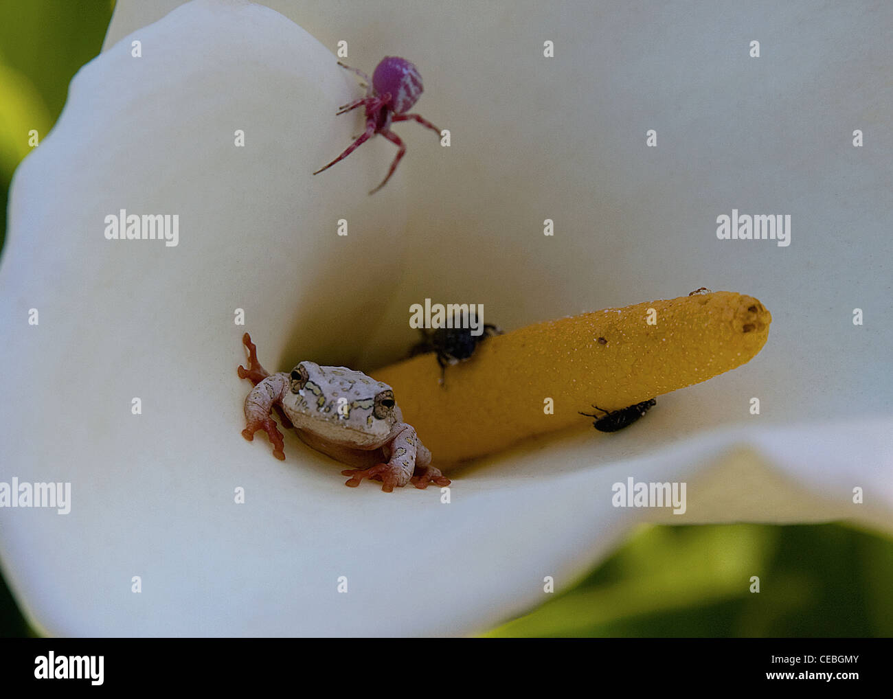 Bemalte Reed Frog (Hyperolius Marmoratus) Ort: Noetzie Lagune - Südafrika Stockfoto