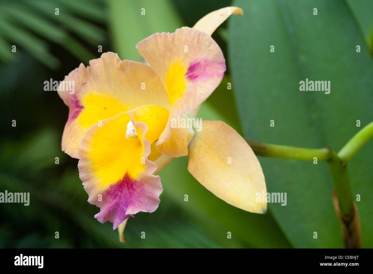 Cattleya Orchidee, Orchidaceae, Orchidee Stockfoto